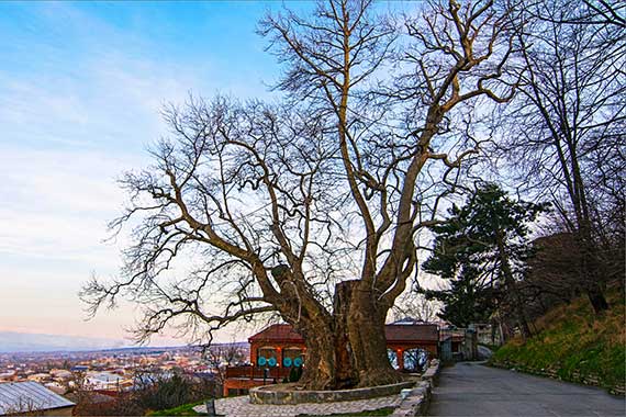 Excursie Kakheti: de grootste boom van Georgië